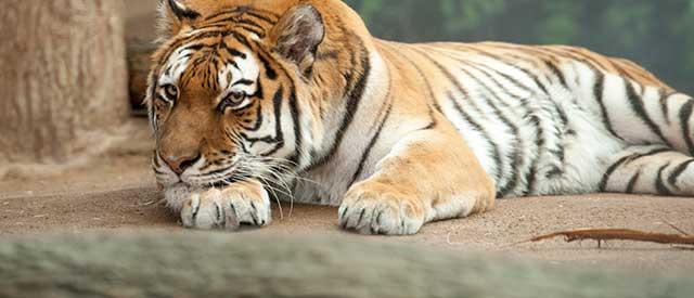 密尔沃基县动物园的老虎