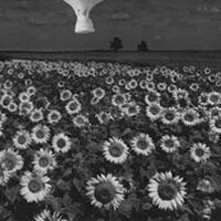 Surreal photograph of a field of flowers